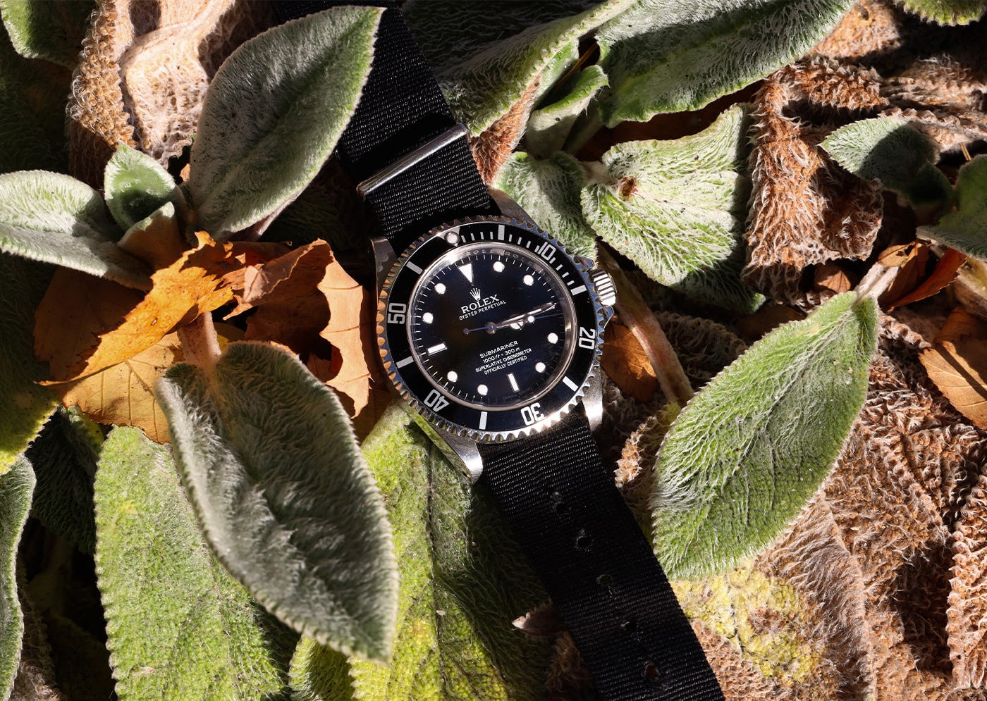 rolex in the forest